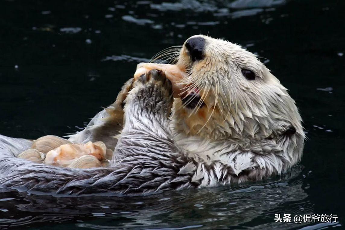 最会吃的动物,最会吃螃蟹的动物