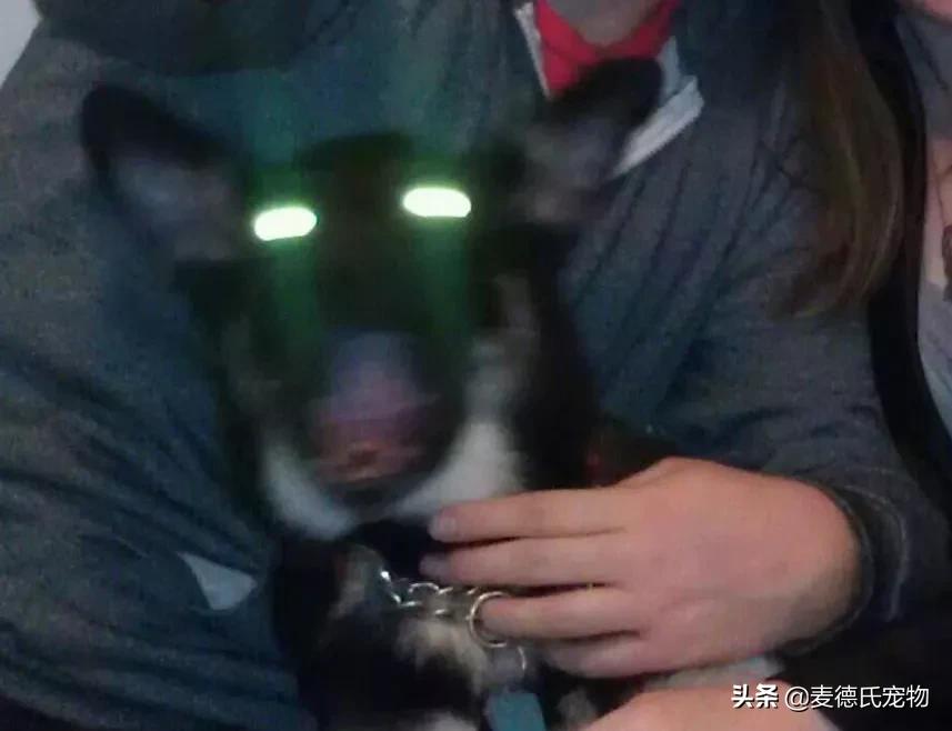 养狗真实感受图片,养狗黑的好还是黄色的好