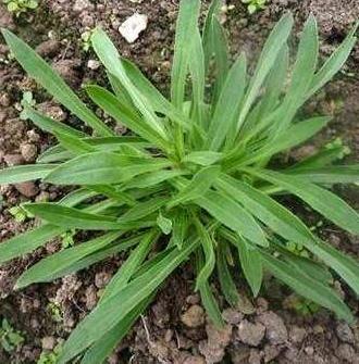 种植什么产业最好赚钱,农田种什么生意好赚钱呢