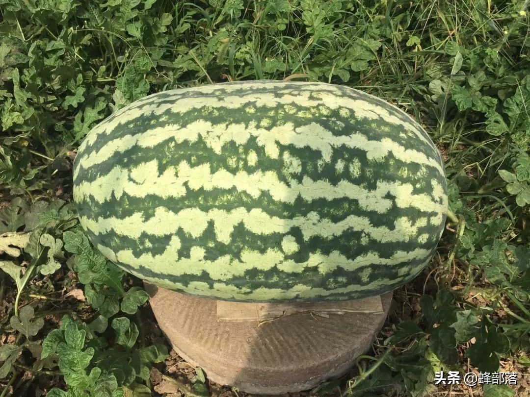 夏天吃黄心西瓜好还是红心西瓜好,吃西瓜的几大关注事项
