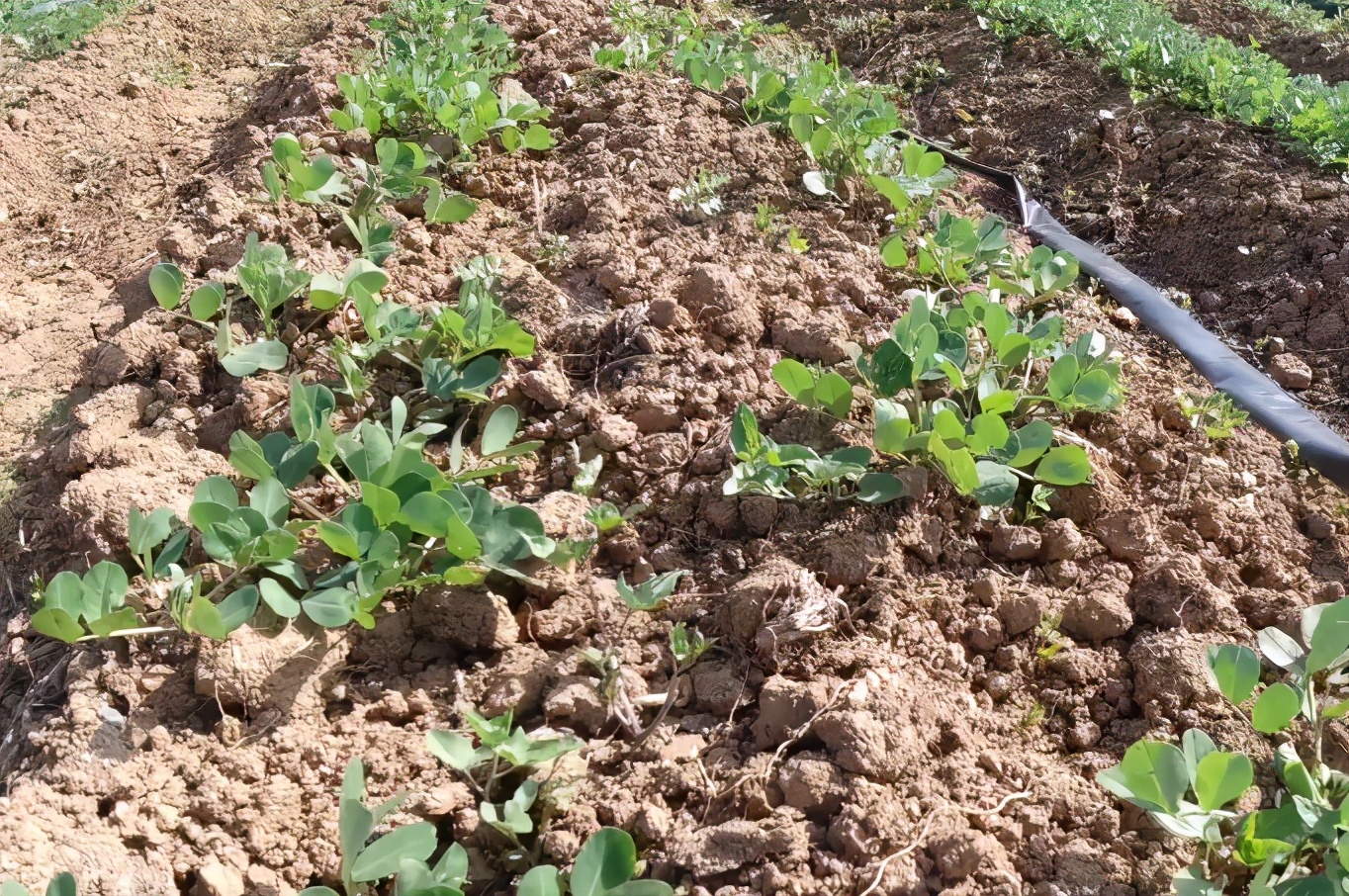 花生怎样种植才能高产的技巧,花生种植时间高产技术绝招