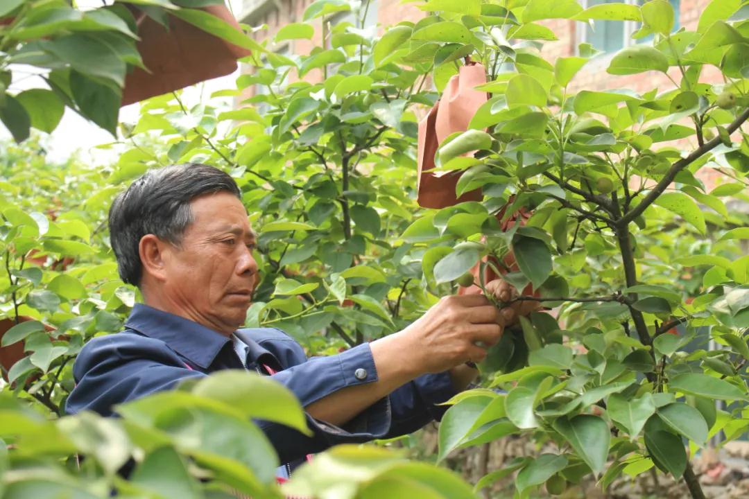 梨黑斑病与梨黑星病的防治措施,梨黑星病锈病最佳防治药剂