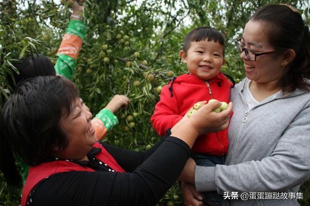 300多年老枣树至今仍结果，一斤卖到1000元