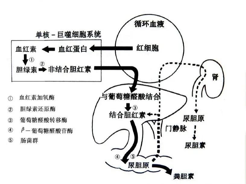 十个月的宝宝黄疸9.7,新生儿长黄疸的最佳治疗方法