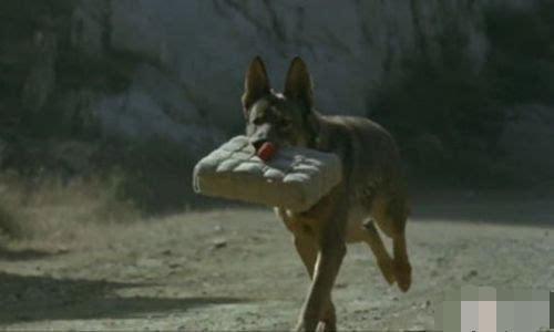 白龙马惨死最后怎么解决的,白龙马惨死事件