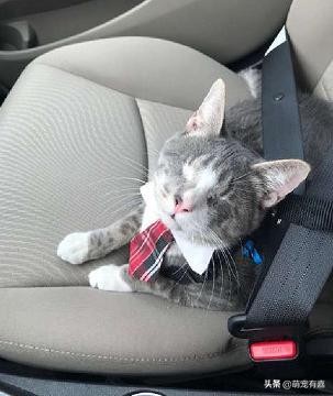 猫咪失明了但是瞳孔有变化,猫咪失明了还能恢复吗