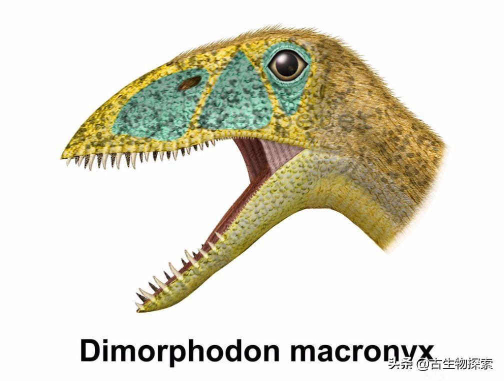 科学家发现恐龙的线索,翼龙会吃什么