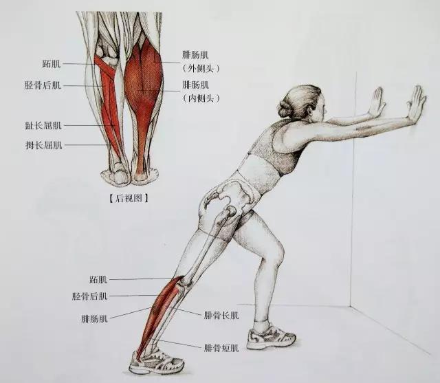 小腿紧绷发硬越来越粗怎么瘦,小腿特别粗全是肌肉怎么瘦啊