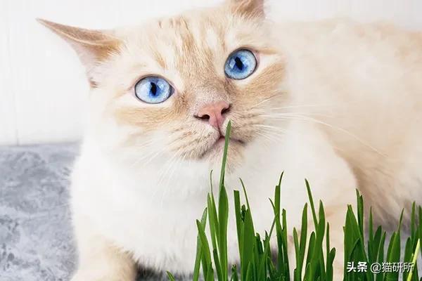 猫咪不吃肉肉怎么办,猫咪不吃鱼吃草怎么办