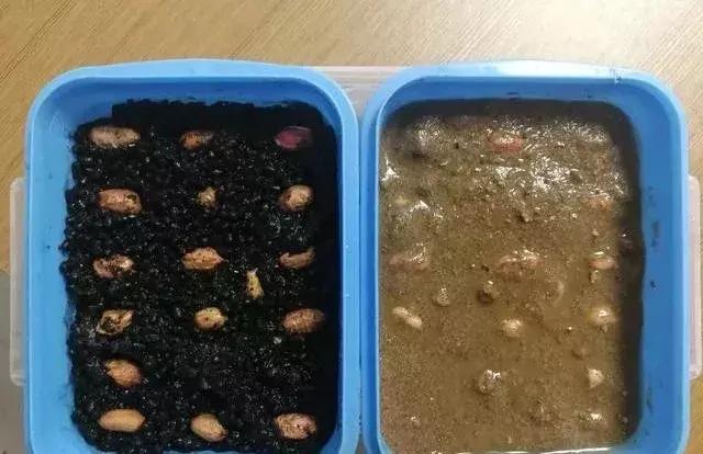 花生苗期如何促苗壮苗,花生怎样培养壮苗