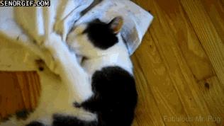 当猫咪第一次吸猫薄荷,猫咪会对薄荷过敏吗