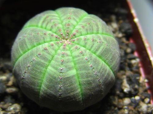 自然界嘴巴奇特的十种动物,十种奇特的自然界植物图片