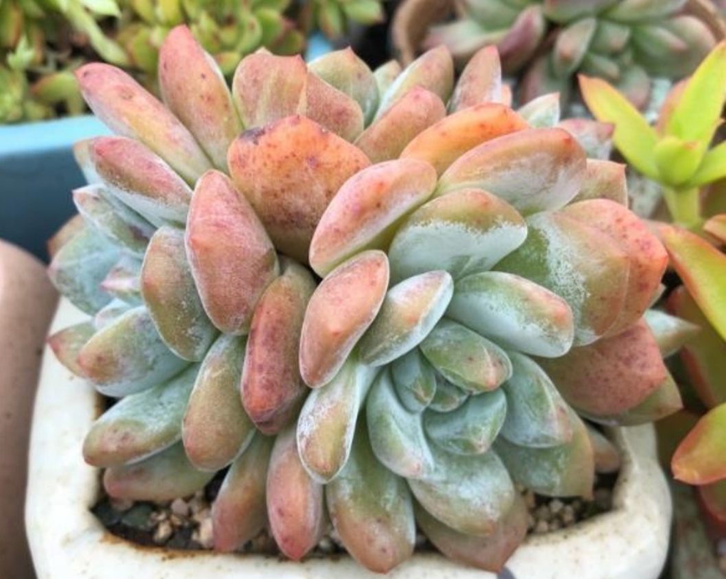 花卉蚧壳虫的特效药图片,花卉植物有蚜虫蚧壳虫用什么药