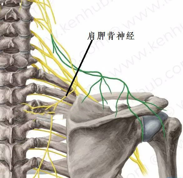 颈肩背部不舒服会不会是脑部问题,肩颈痛是不是颈椎病引起的