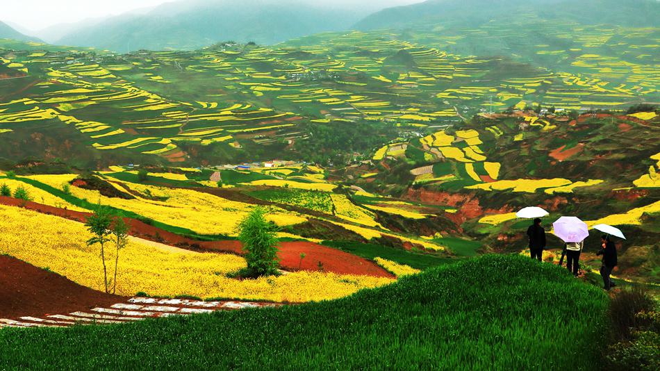 武山县油菜花最佳线路,武山油菜花海路线图