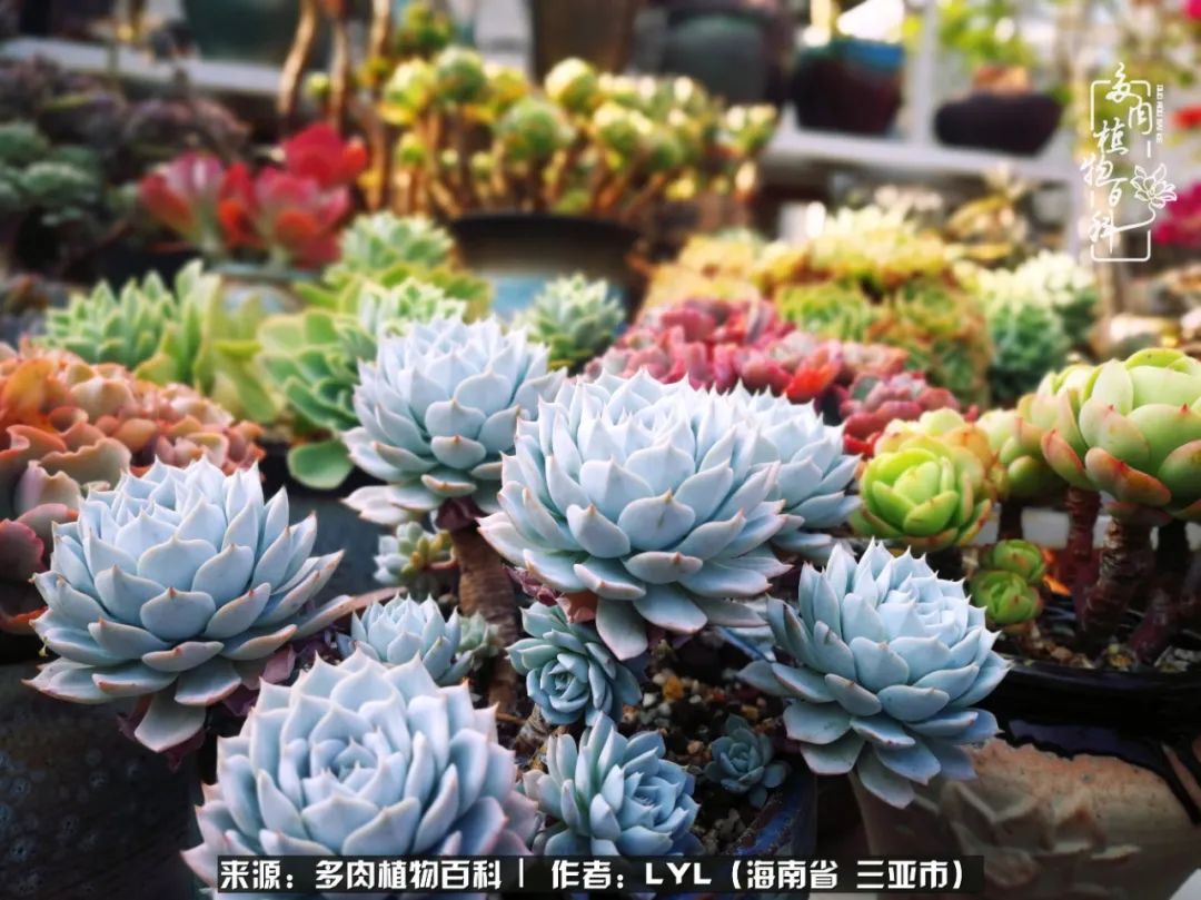 开挂区养多肉,非开挂区怎么把多肉养出态势