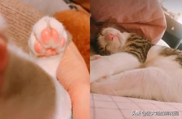 猫咪掉胡须买彩票中大奖,主人捡了一只猫咪