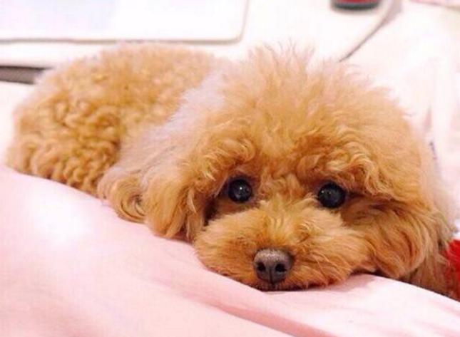 泰迪犬最容易患的五种疾病,泰迪犬六大禁忌