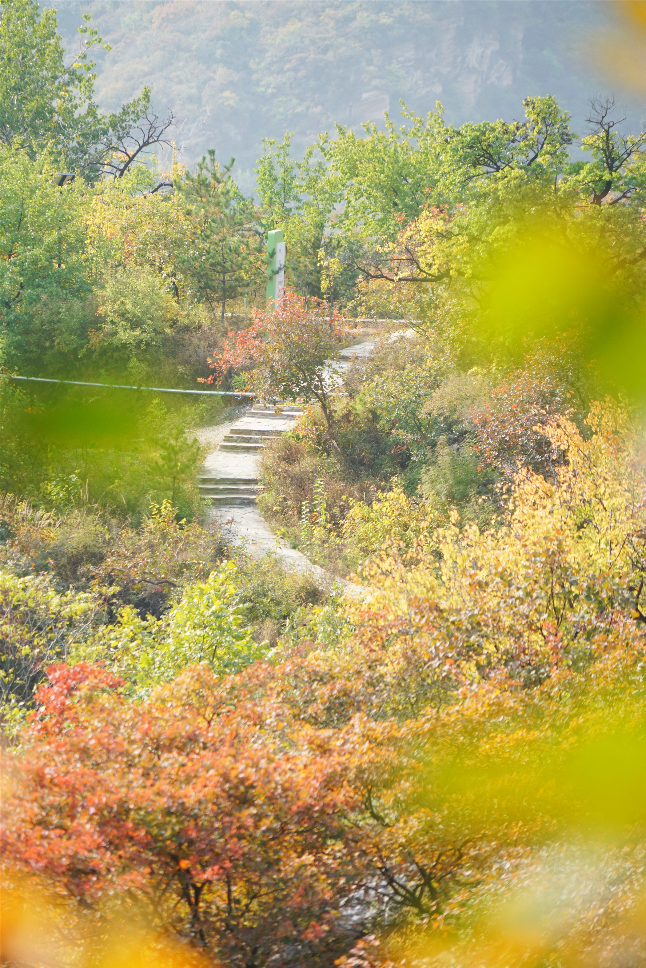 赏红叶最佳目的地,房山坡峰岭红叶最佳观赏