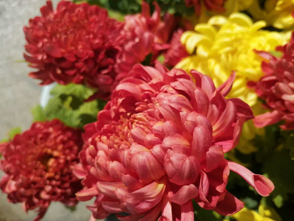 菊花有哪些病虫害及防治,菊花常见病害及治疗方法