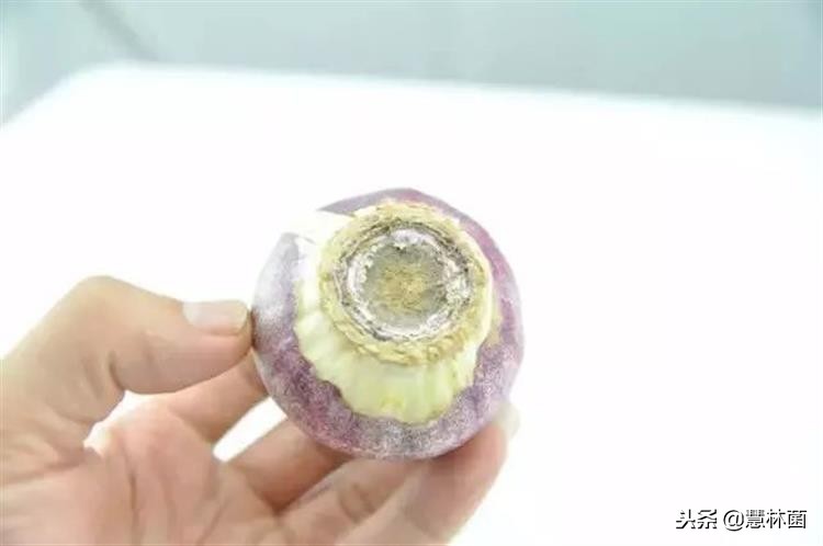 风信子水培小窍门,风信子水培方法教程