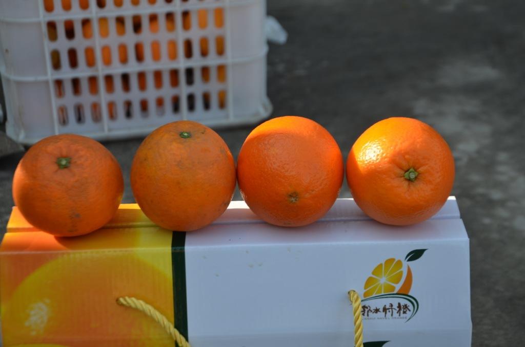 橙子有公母之分怎样挑选,橙子分类视频