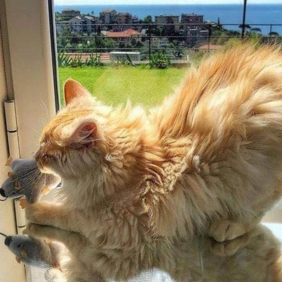 生活在宠物天堂的动物,在天堂的猫狗