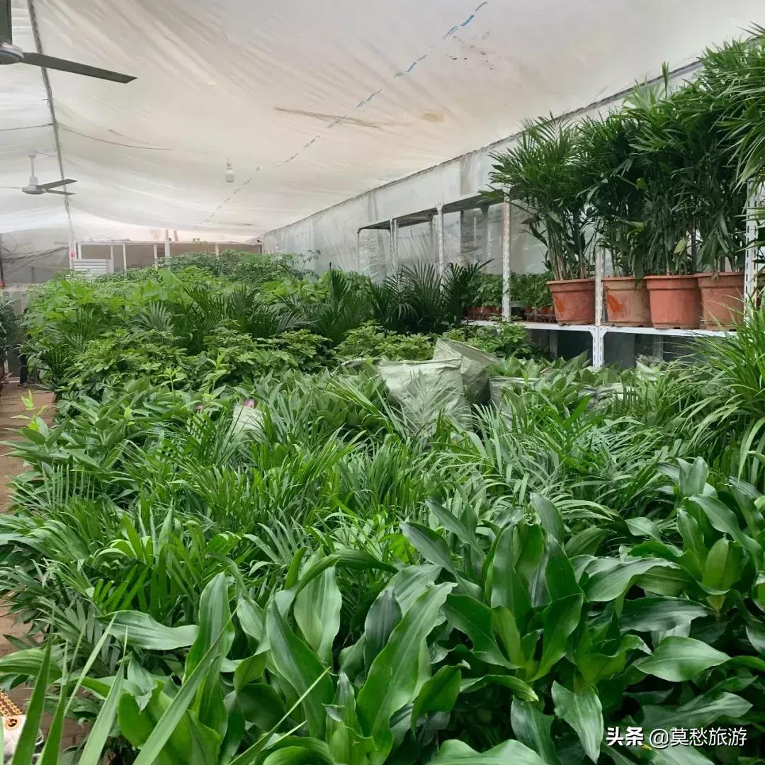 南京最大的花卉市场在哪里,南京最大花卉市场在哪里