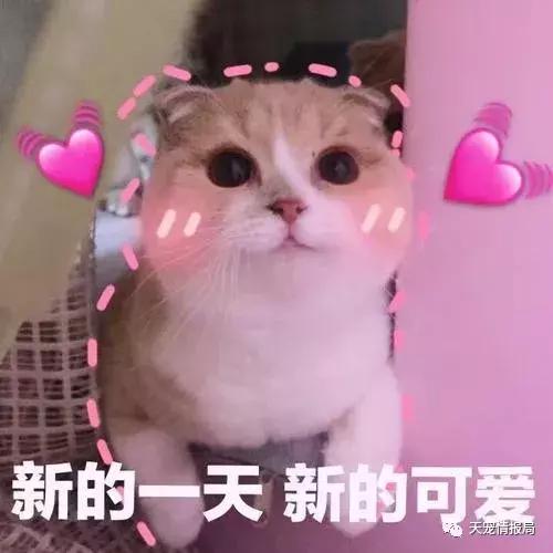 猫奴一定要知道的身体语言,猫奴必看猫咪喝水需要关注的事