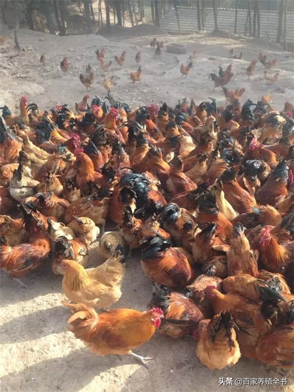 秋末冬初话“流感”，养鸡人进来一起学习吧，受益终身