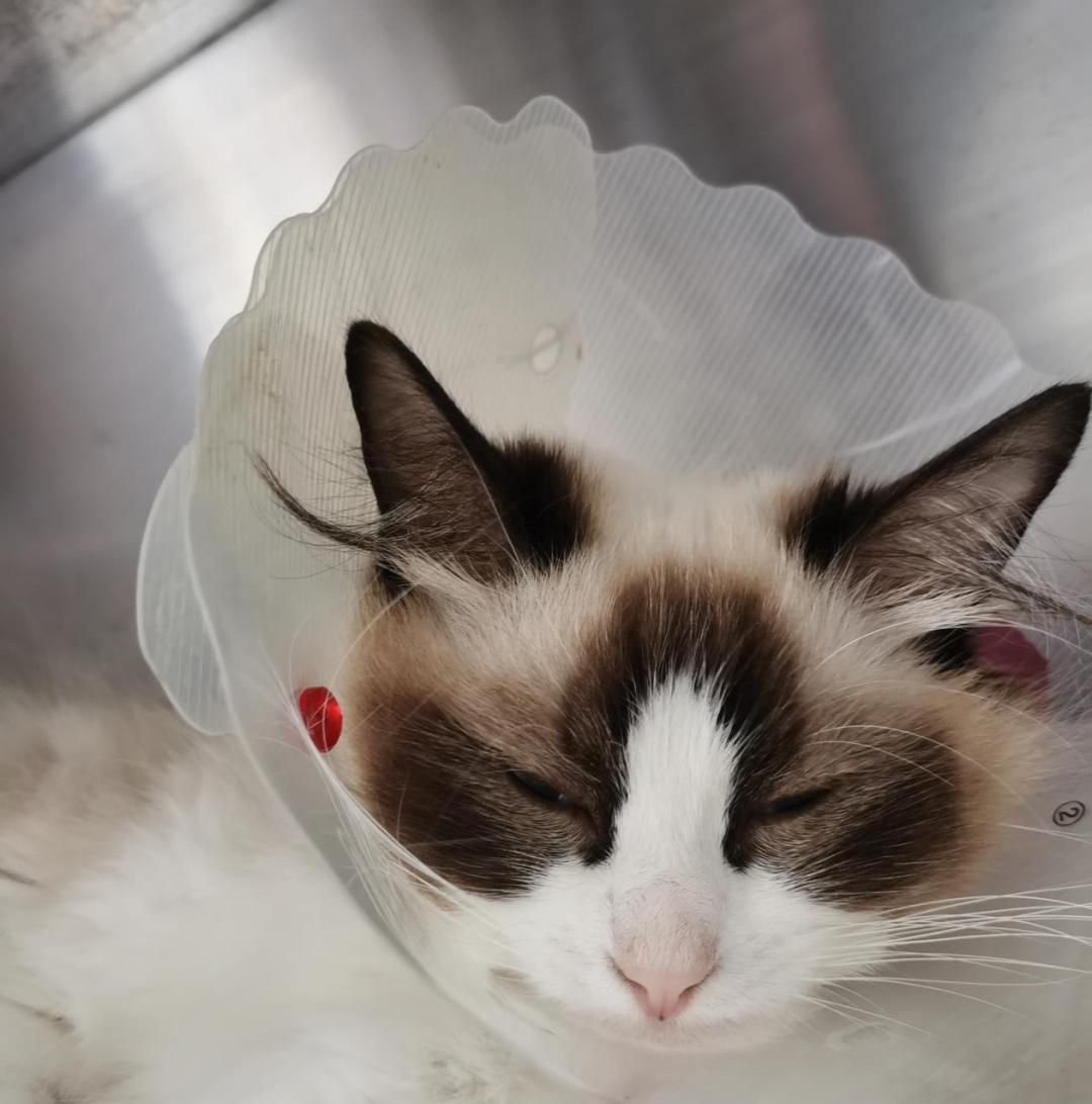 猫咪到底为什么绝育后还会发情呢？