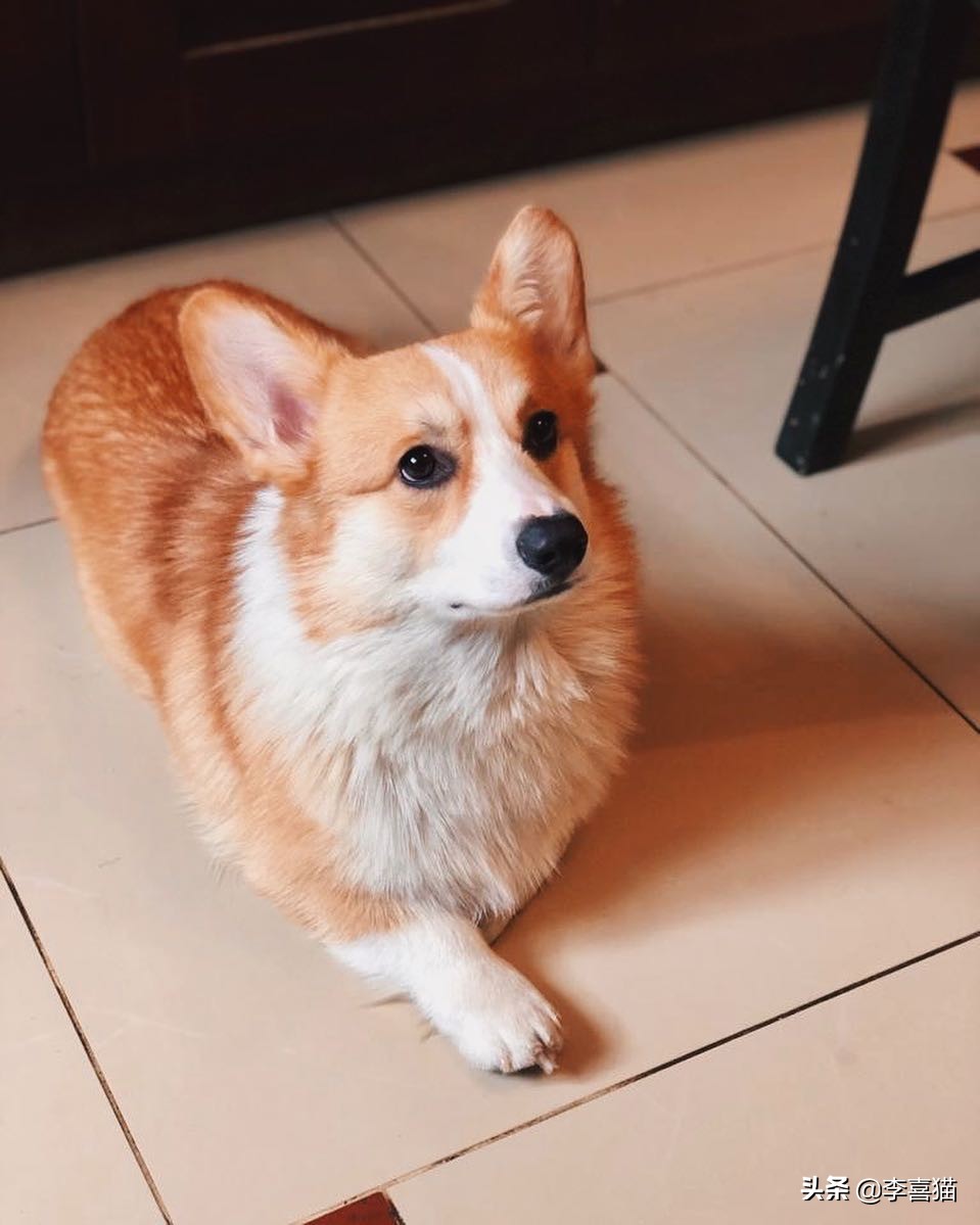 辟谣：并不是所有小型犬都不追求运动量，小短腿柯基就很需要运动