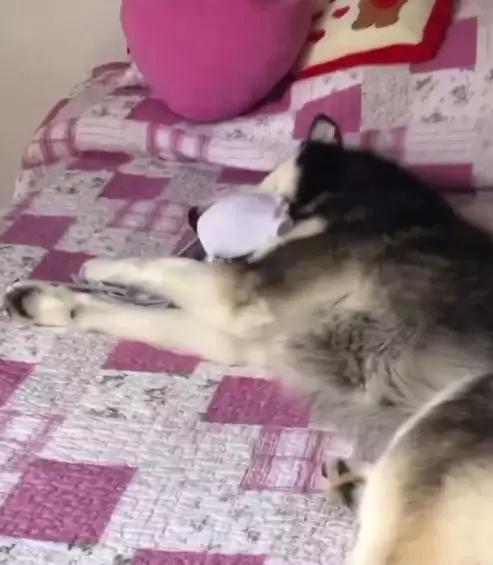 网友出门没带二哈，气得这家伙狂撕主人胸罩：看你下次还敢不敢了