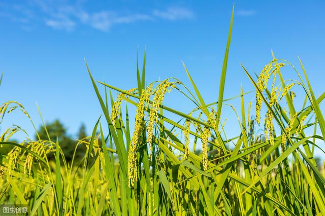 杂交水稻如何撒种,杂交水稻的种植技巧