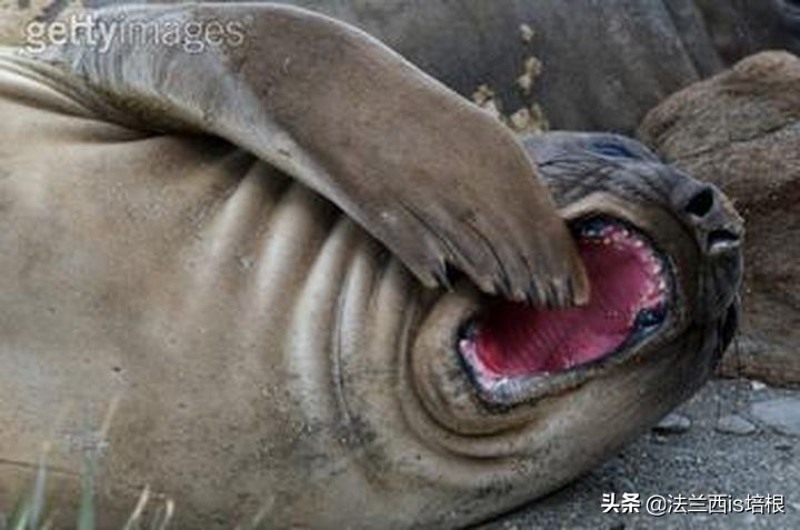 猫咪一直张嘴哈气会是卡住了吗,猫咪会打安哥拉兔吗