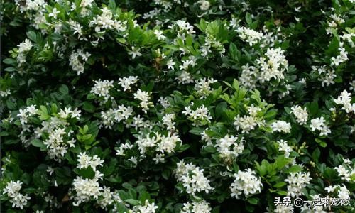 这种花比桂花香十倍,比桂花香又耐寒的花