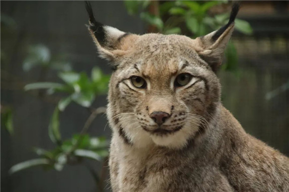 动物园来了三只可爱的小老虎,动物园里来了三只可爱的小老虎