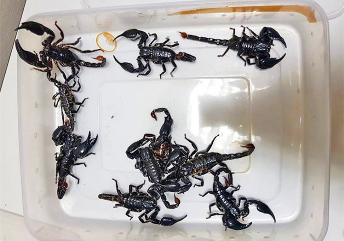 蝎子怎么排泄粪便,蝎子害怕尿吗