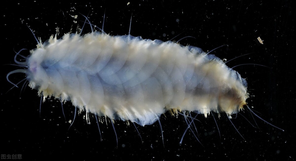 南极终极秘密4000米冰层下的天线,南极神秘的秘密