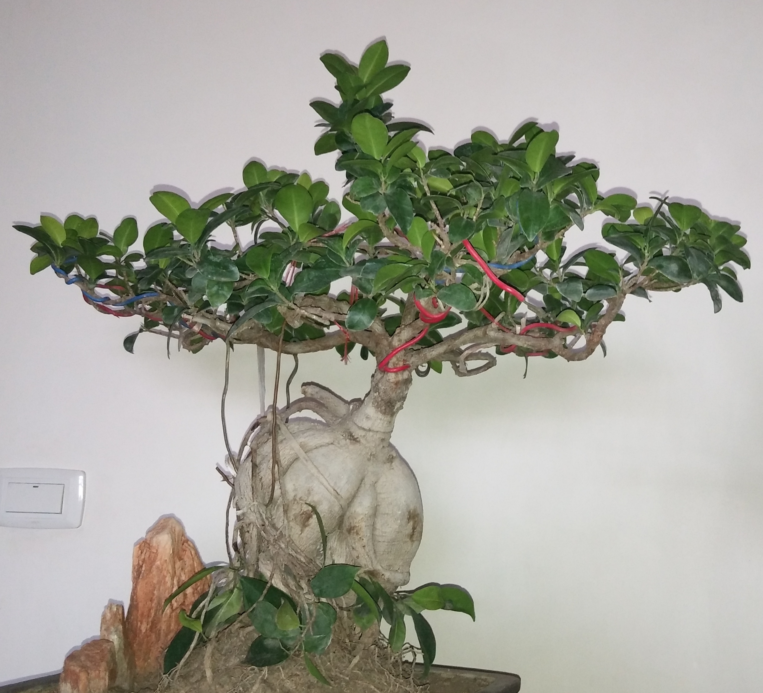 人参榕换盆后掉叶子了怎么办,人参榕烂根换盆正确方法