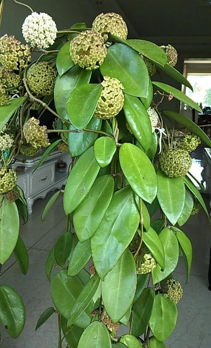 扦插花的养殖方法和技巧,养花扦插有妙招多肉