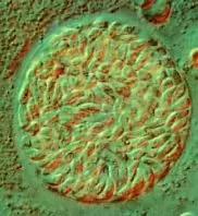 怀孕了还是想养猫猫狗狗怎么办？华西专家：可以养，但绝不能随便养！