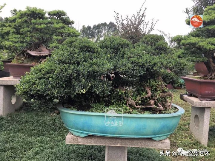 中华蚊母盆景造型,中华蚊母盆景价格