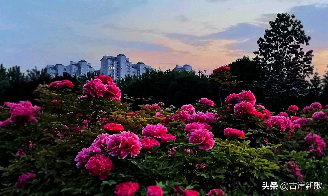 最美牡丹诗词20首,研究牡丹花