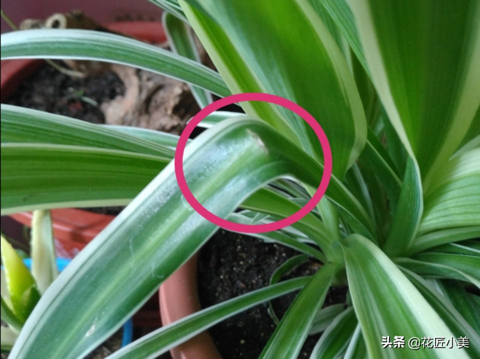 吊兰抽穗多了把叶子压弯怎么办,怎么才能使吊兰走茎不容易折断