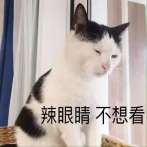 铲屎官常备的药,铲屎官该如何治疗和预防