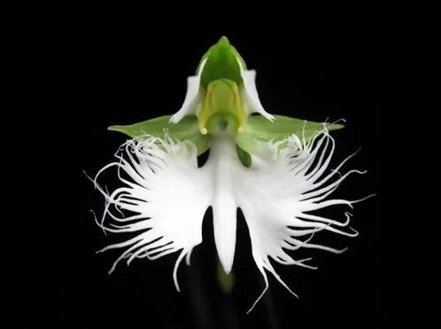 日本白鹭花,白鹭奇花