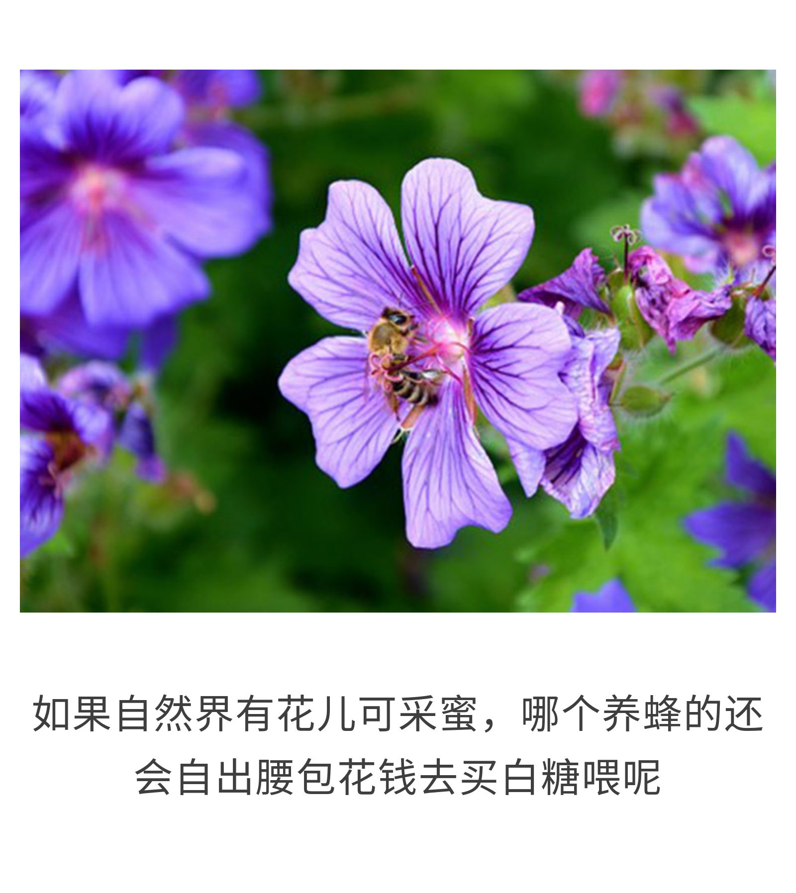 你所深恶痛绝的白糖，竟是小蜜蜂的救命干粮