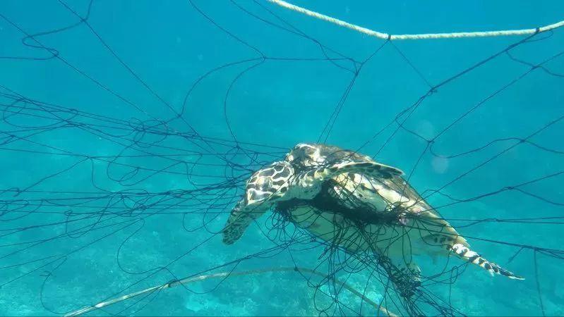 巨型大白鲨真的存在吗,最可怕的巨型大白鲨
