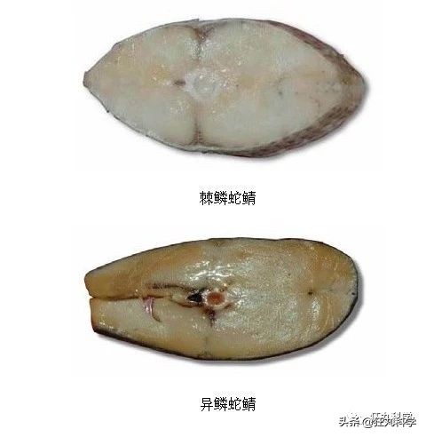 吃完屁股就流油的鱼,吃完屁股里冒油的鱼